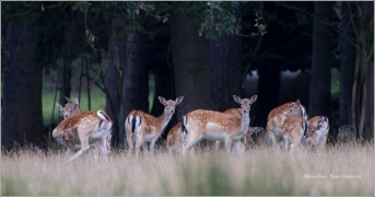 <p>DANĚK SKVRNITÝ (Dama dama) Šluknovsko - obora /Fallow deer - Damhirsch/</p>
